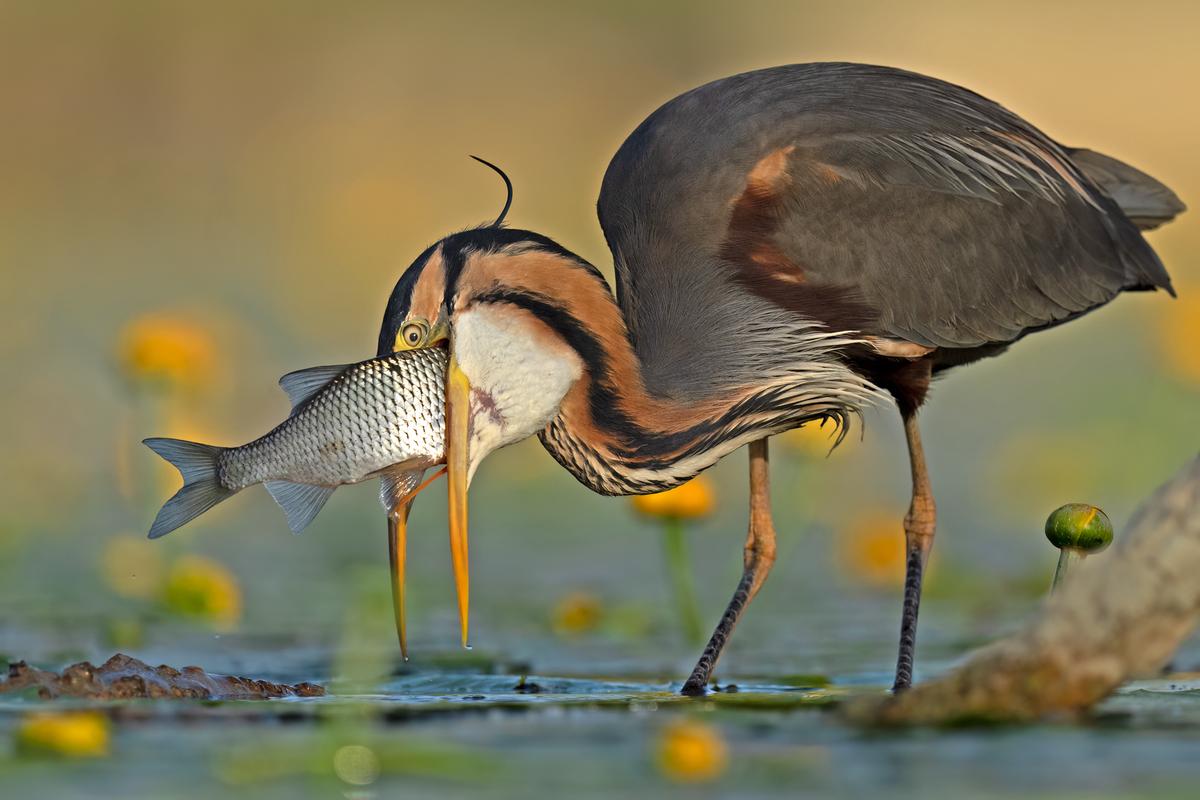 "No Way Out" by Antonio Aguti (©Antonio Aguti/Bird Photographer of the Year)