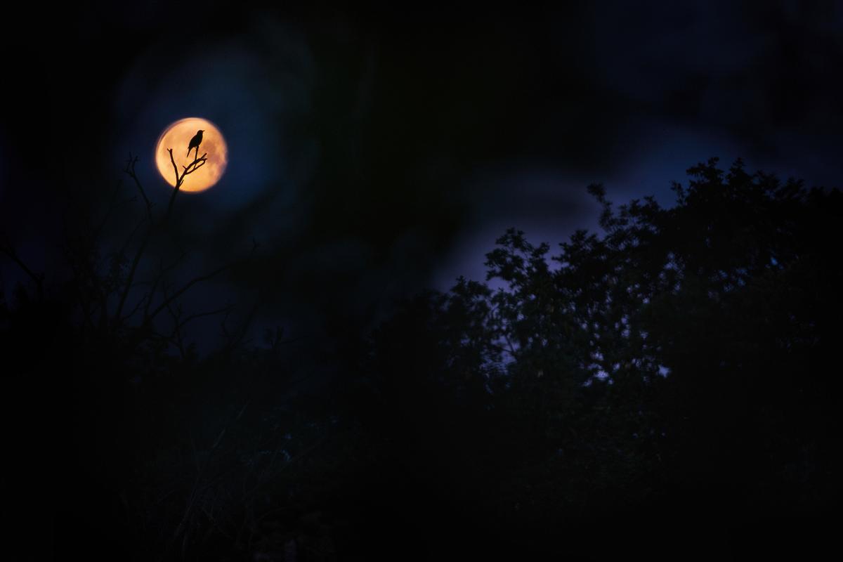 "Blue Hour and Red Moon" by Anton Trexler (©Anton Trexler/Bird Photographer of the Year)