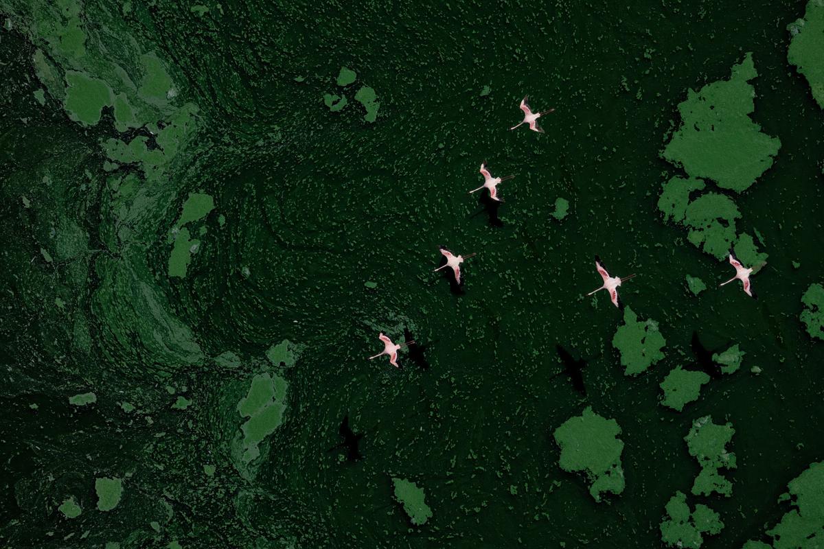"Green Planet Flamingos" by Paul Mckenzie (©Paul Mckenzie/Bird Photographer of the Year)