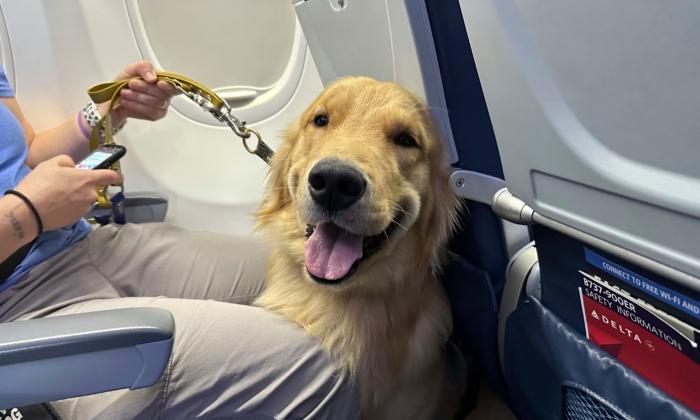 Puppies Training to Be Future Assistance Dogs Earn Their Wings at Detroit-Area Airport