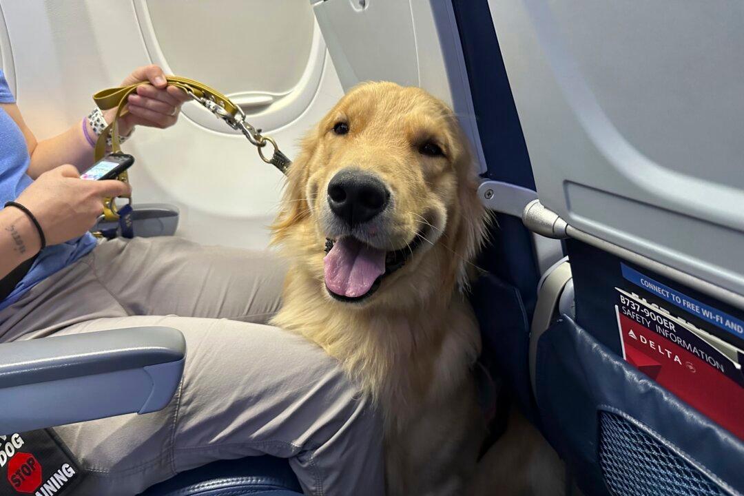 Puppies Training to Be Future Assistance Dogs Earn Their Wings at Detroit-Area Airport