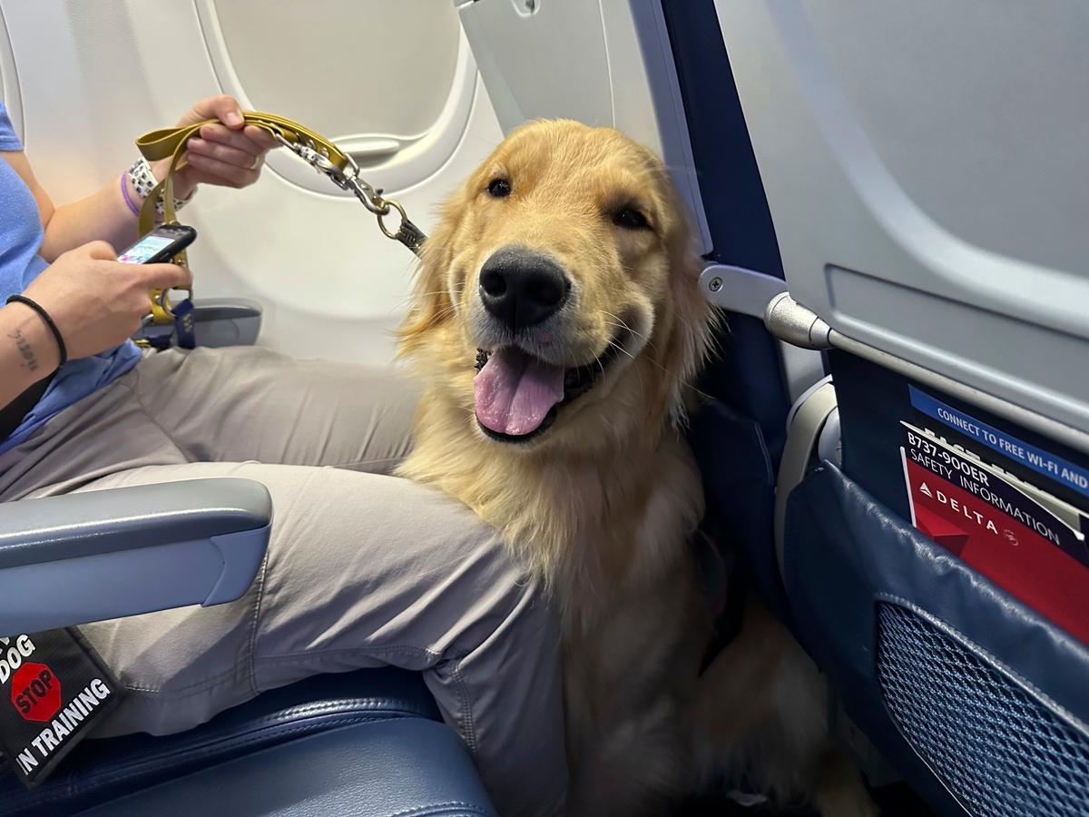 Puppies Training to Be Future Assistance Dogs Earn Their Wings at Detroit-Area Airport