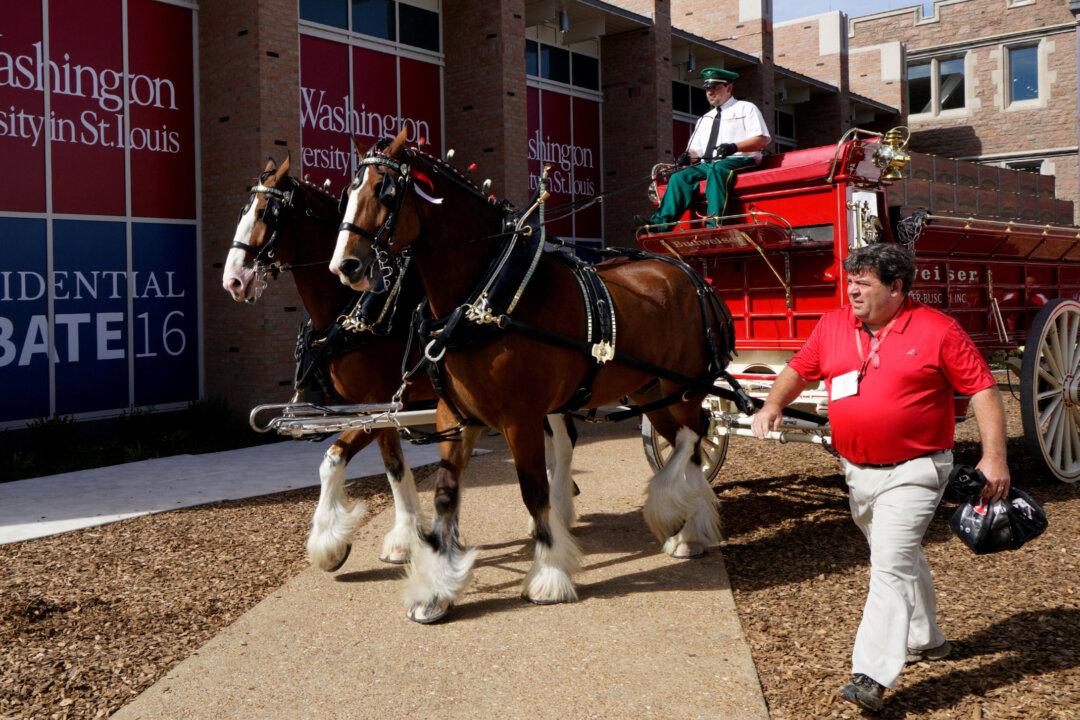 Anheuser-Busch Says It Has Stopped Cutting Tails of Clydesdales