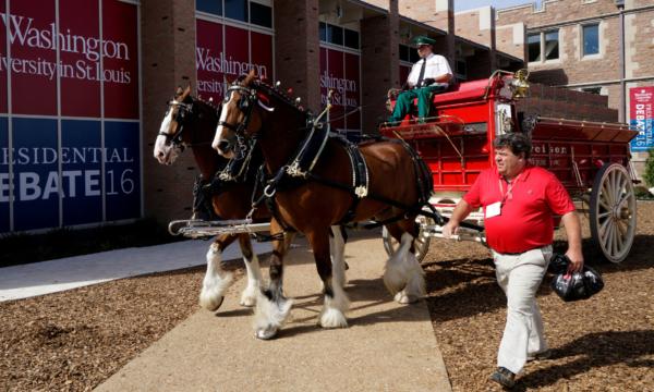  The Budweiser brewing company Clydesdale horses arrive for the second 2016 U.S. presidential debate at Washington University in St. Louis, Miss., on Oct. 7, 2016. (Rick Wilking/Reuters)