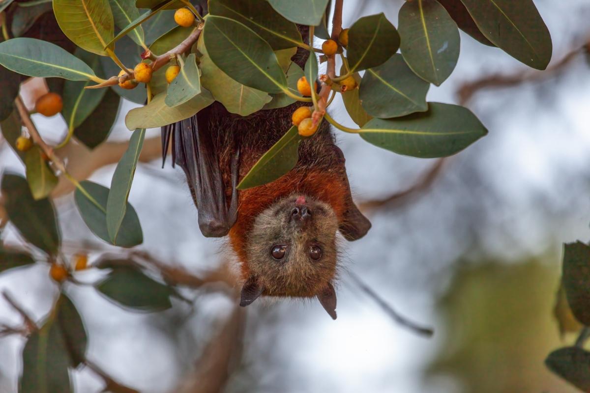 A flying fox—commonly known as a giant fruit bat—perches upside down on a fig tree with its tongue out in Centennial Park, Sydney, Australia. (Frank Martins/Shutterstock)