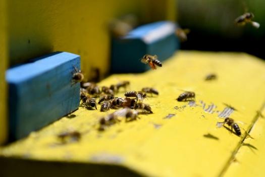 Bees enter their beehives at the Morava farm, in the village of Plasa, near the city of Korca, on May 13, 2020. (Gent Shkullaku/AFP via Getty Images)