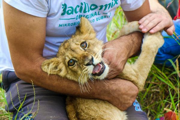 Why Was a Lion Cub Found by a Roadside in Northern Serbia? Police Are Trying to Find Out