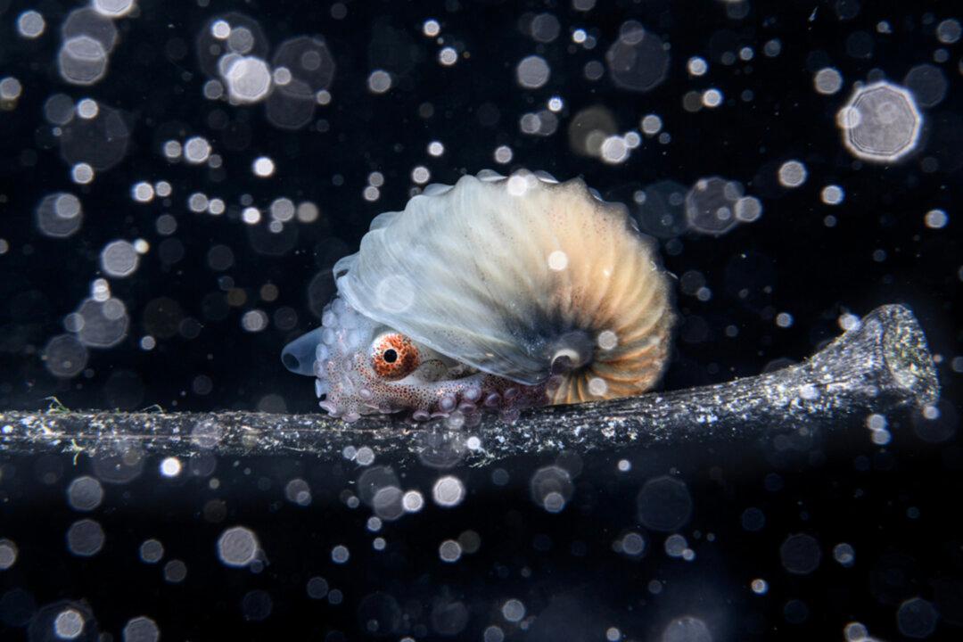 PHOTOS: See the Best of the Ocean’s Breathtaking Beauty From the Winners of ‘Ocean Photographer of the Year 2023’