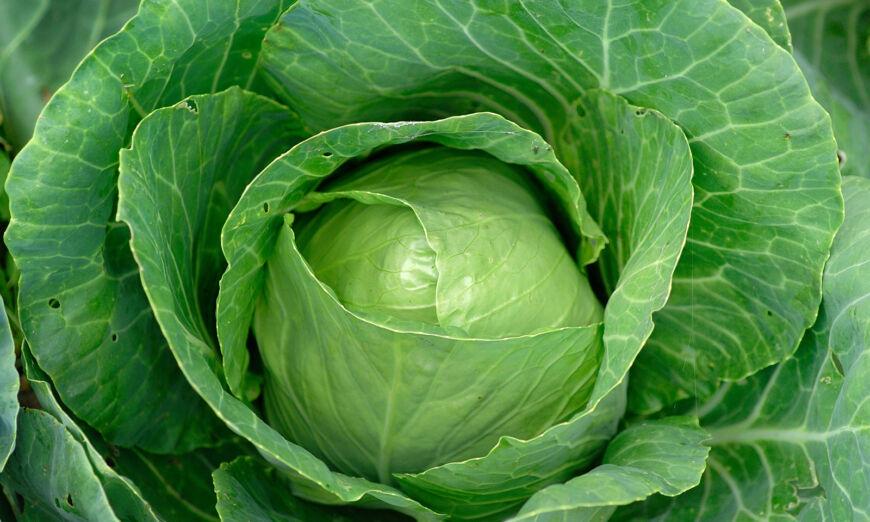 Celebrate the Sweet Side of Cabbage
