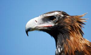 Over 300 Endangered Eagles Killed or Injured by Wind Turbines in Tasmania: Study