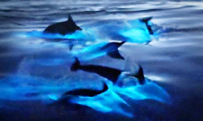 VIDEO: Magical Moment California Dolphins Glow Blue in Bioluminescent Waters