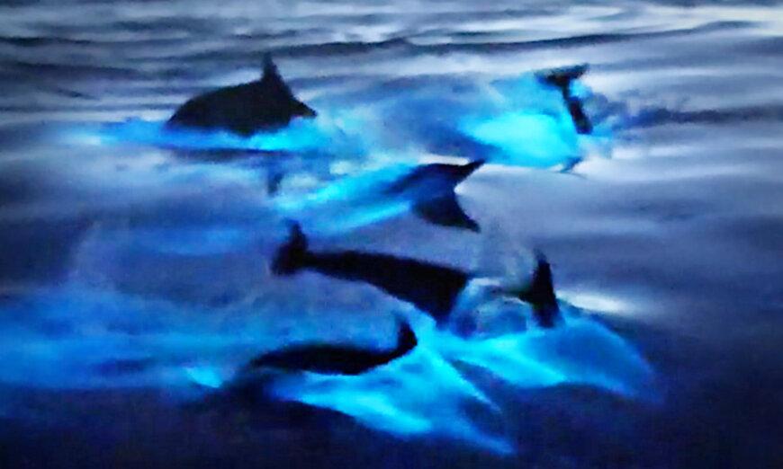 VIDEO: Magical Moment California Dolphins Glow Blue in Bioluminescent Waters