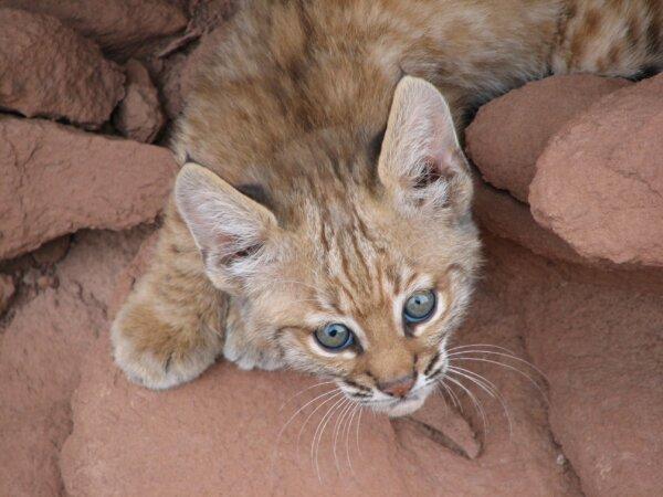 <span style="font-weight: 400;">A rare look at an elusive bobcat at Wupatki, Arizona. (NPS)</span>