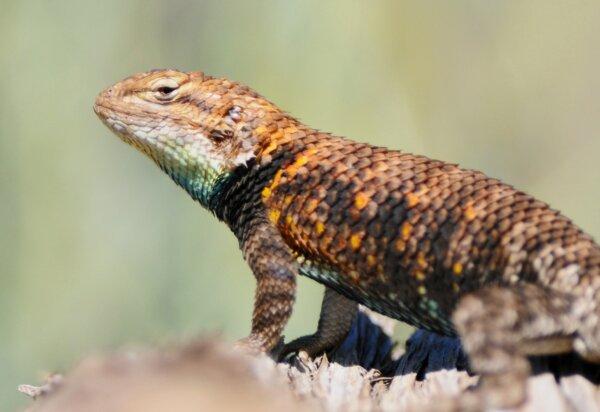<span style="font-weight: 400;">The desert spiny lizard, or </span><i><span style="font-weight: 400;">Sceloporus magister,</span></i><span style="font-weight: 400;"> is one of many colorful reptile residents at Wupatki, Arizona. (NPS)</span>