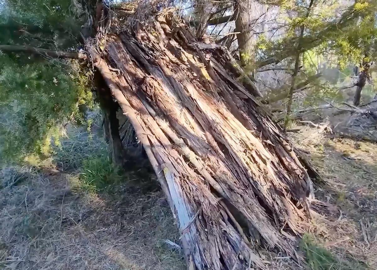 A shelter made of fallen logs, dead tree bark, and moss. (Courtesy of Clay Tall Stories)