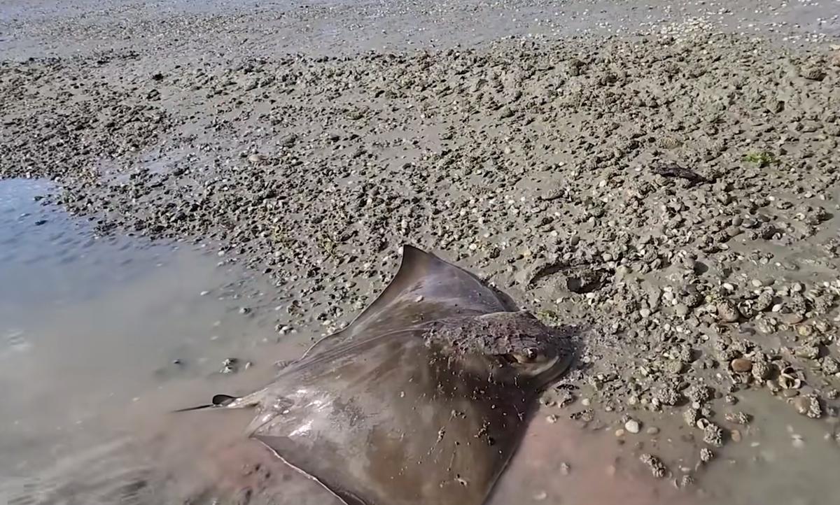 On Day 4 of his survival challenge, Clay speared this eagle ray, which is pictured after he dragged it ashore. (Courtesy of Clay Tall Stories)