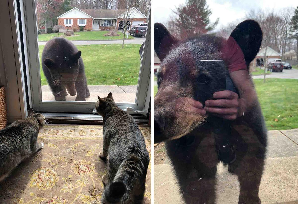 A mama bear habitually visits locals near Blueberry Lane in Farmington, Connecticut, where neighbors regularly welcome her. (SWNS)