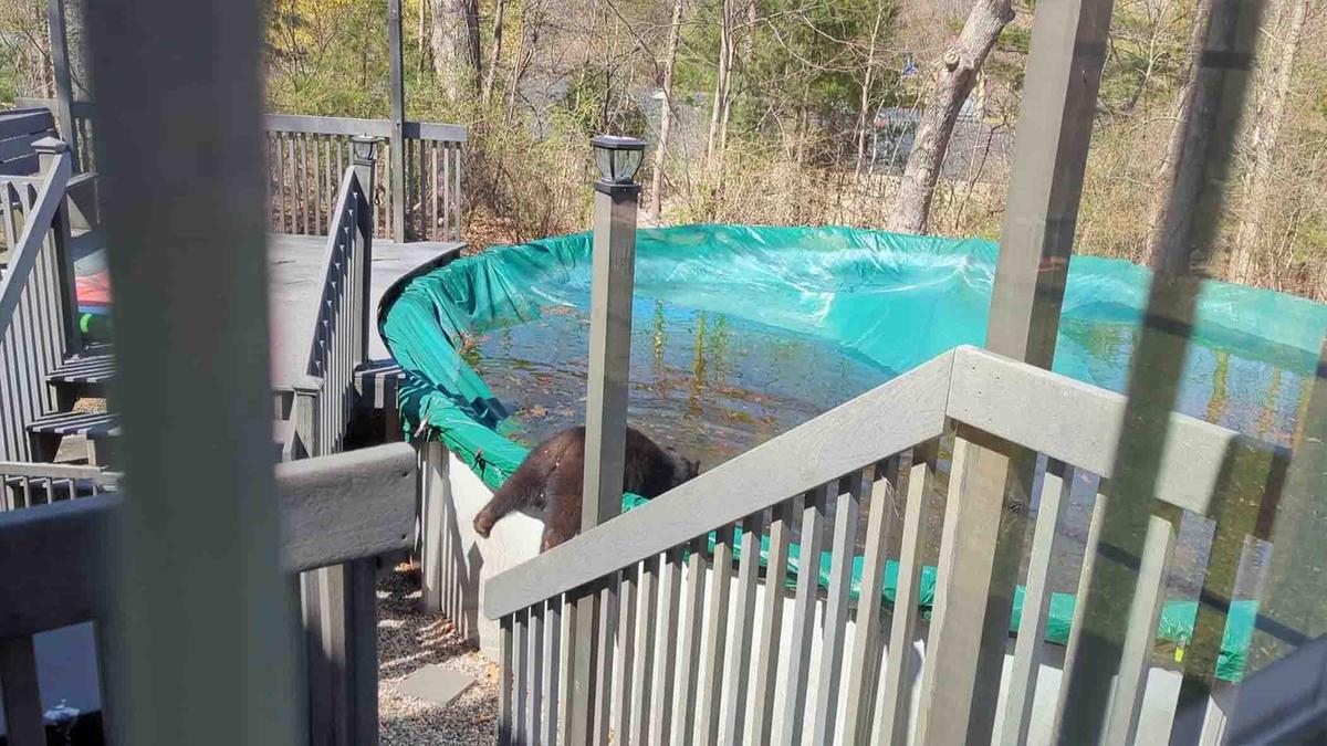A bear family near Blueberry Lane in Farmington, Connecticut, habitually takes dips in Michael Costello's backyard pool. (SWNS)