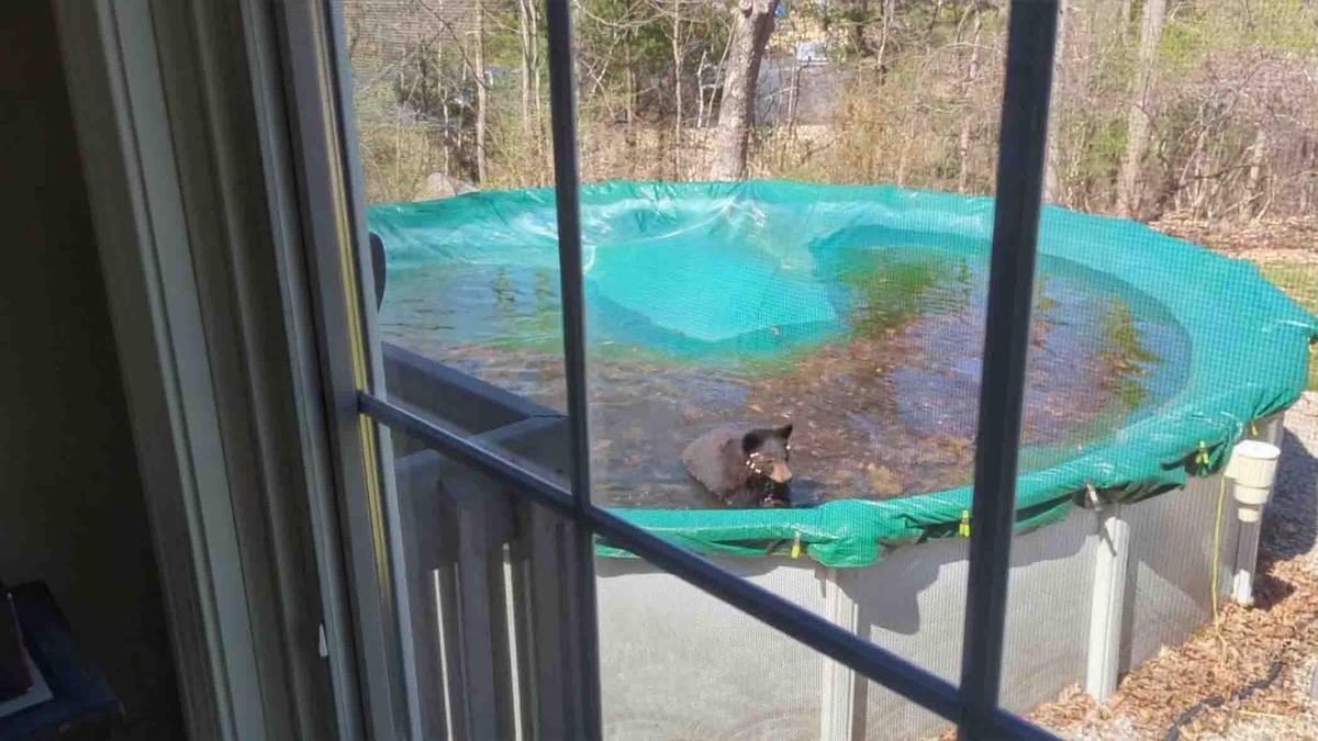 A lone bear is seen swimming in Michael Costello's backyard swimming pool. (SWNS)