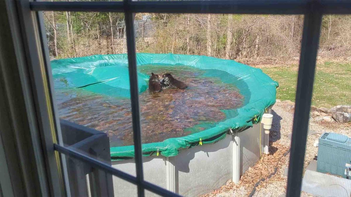 A pair of bears enjoy a dip in Michael Costello's backyard swimming pool near Blueberry Lane in Farmington, Connecticut. (SWNS)