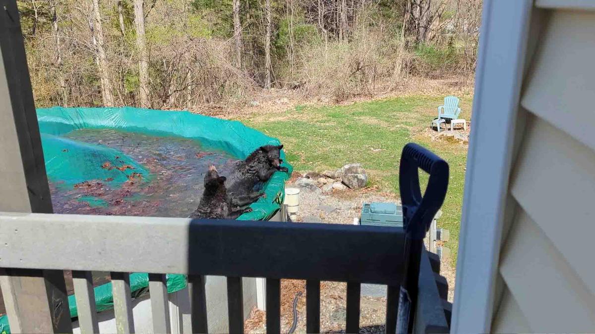 A bear family regularly visits the homes of locals near Blueberry Lane in Farmington, Connecticut, where they will swim in Michael Costello's backyard pool. (SWNS)
