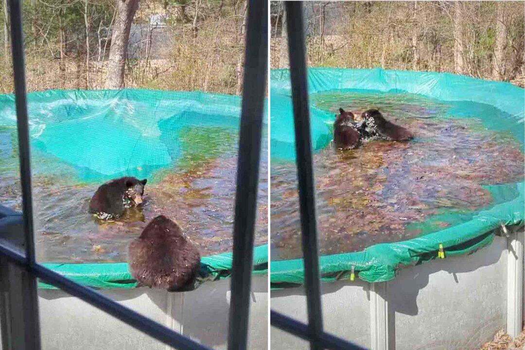 Bear Bunch Visit Family Every Year to Swim in Backyard Pool: ‘She’s Part of the Neighborhood’