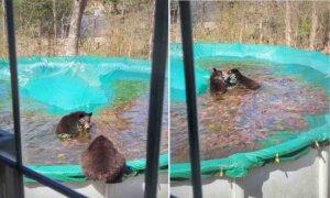 Bear Bunch Visit Family Every Year to Swim in Backyard Pool: âSheâs Part of the Neighborhoodâ