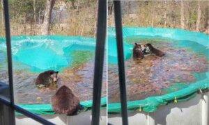 Bear Bunch Visit Family Every Year to Swim in Backyard Pool: 'She's Part of the Neighborhood'