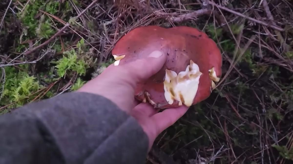 Clay picks slippery jack mushrooms during his five-day solo survival challenge in August 2023. (Courtesy of Clay Tall Stories)