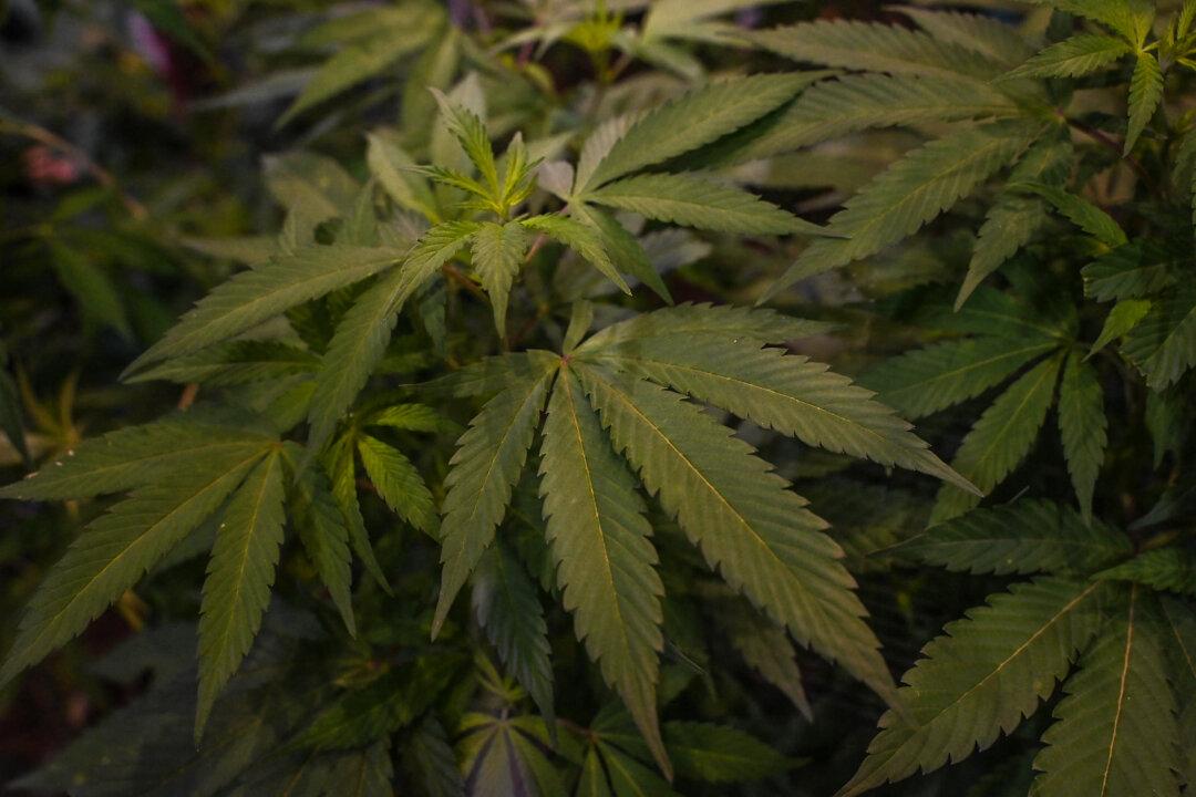 Initiating Cannabis Usage for Self-Medication Linked to Higher Rates of Depression, Paranoia: Study