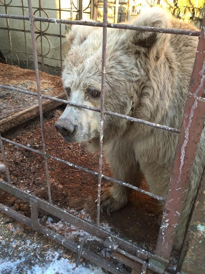 Chada, the elderly circus bear who was rescued and rehabilitated at White Rock Bear Shelter. (Courtesy of Save Wild and WHITE ROCK bear shelter)