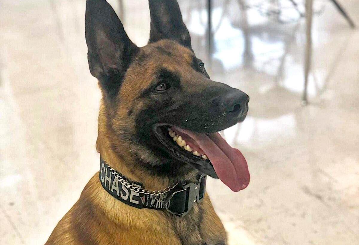 'Big Mystery' Surrounding the Disappearance of a West Virginia Police K9