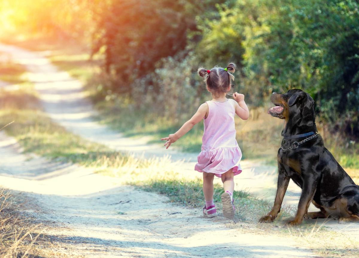 A stock photo of a little girl walking into the woods with her dog. (Illustration - Shutterstock)