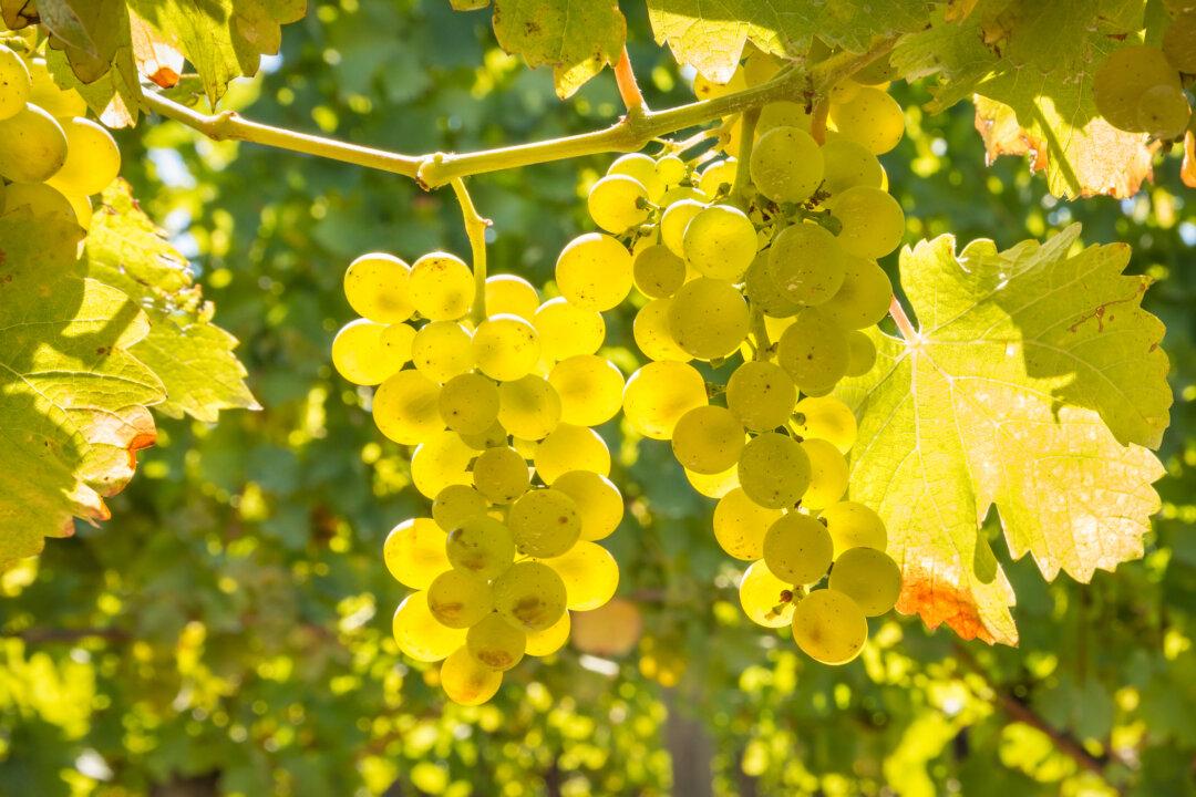 Sauvignon Blanc Is Hot