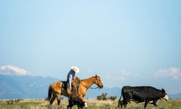 American Company Develops New Model for Ranching to Thrive in 21st Century