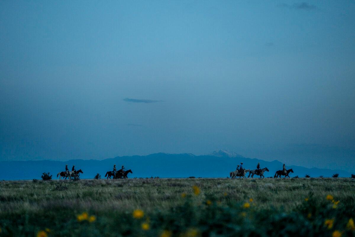Moving cattle on a summer night at Chico Basin. (Matt Delorme)