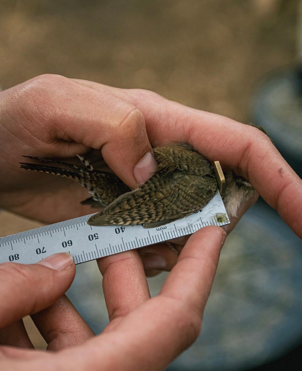 A birdwatcher measures and bands a bird for identification purposes. (Claudia Landreville)