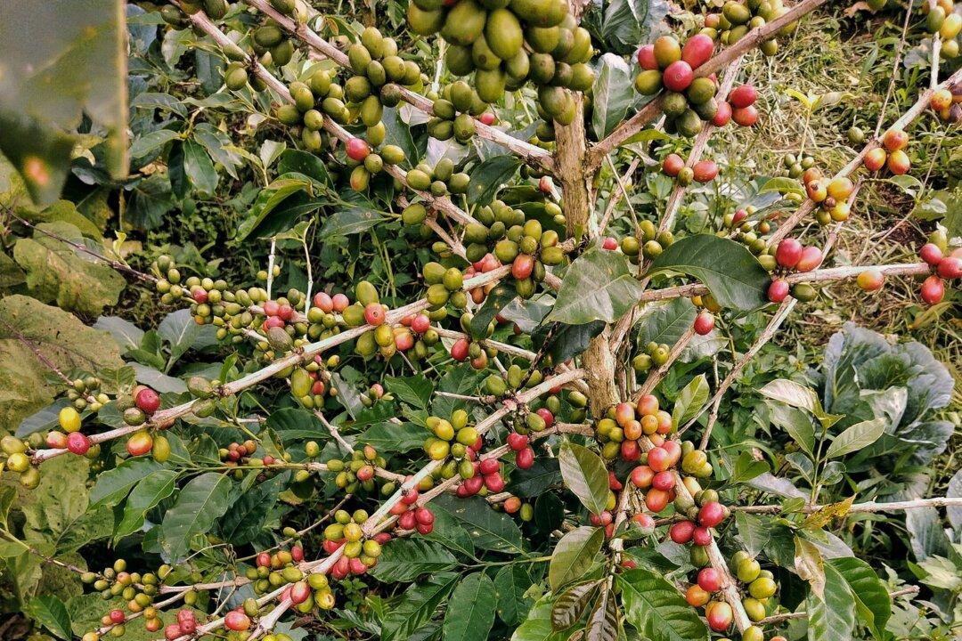 What Is Coffeefruit?