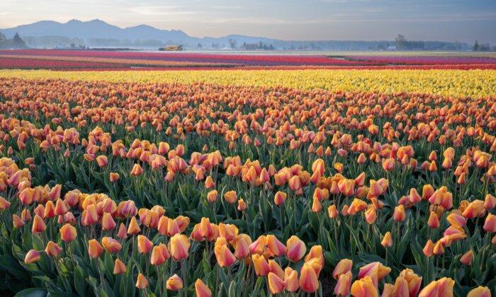 How to Plant Tulips for the Most Beautiful Blooms, According to America's Top Tulip Farm