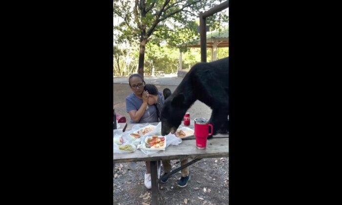 Bear Caught on Video Crashing Family Picnic in Mexico