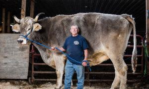Calf Saved From Going to Auction Breaks ‘Moognificent’ Record for Tallest Living Steer
