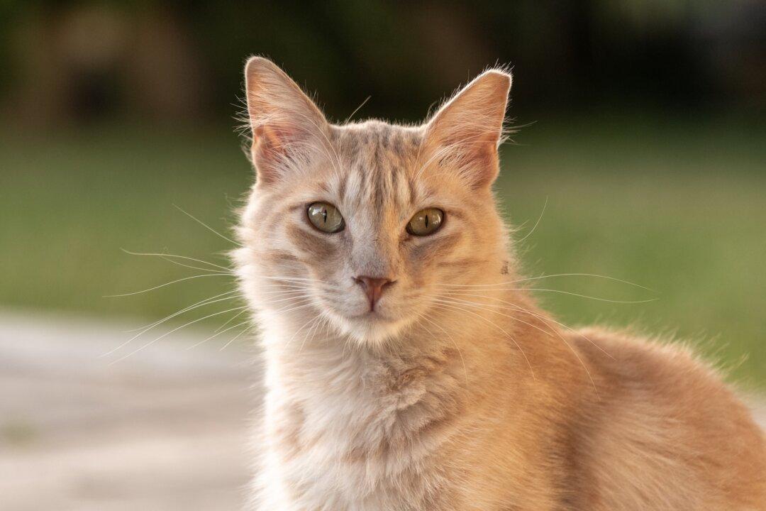 Ear-Tipped Cat Already Sterilized
