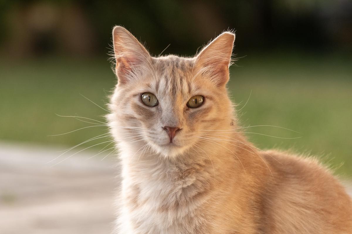 Ear-Tipped Cat Already Sterilized