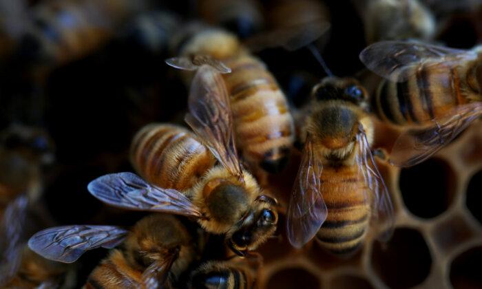 Australia Loses Fight With Varroa Mite, Beekeepers Forced to Live With Pest