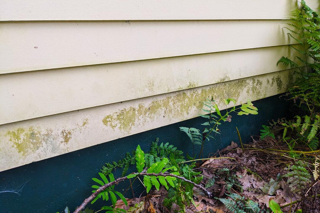 How to Remove—and Prevent—Algae, Mold and Mildew