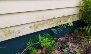 How to Remove—and Prevent—Algae, Mold and Mildew