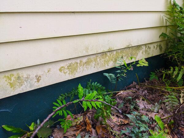 How to Remove—and Prevent—Algae, Mold and Mildew