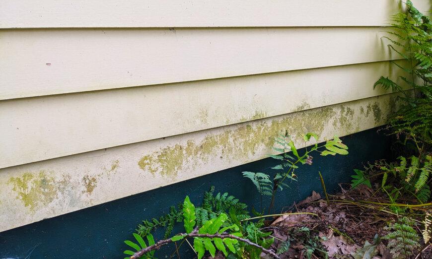 How to Remove—and Prevent—Algae, Mold and Mildew
