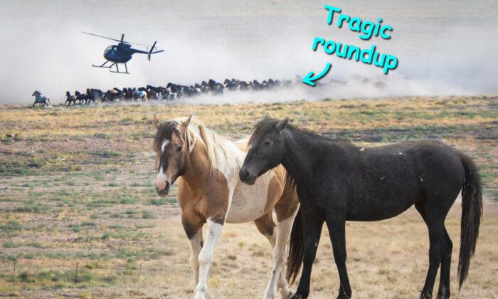 'Wild Love Story Written in the Stars': Woman Reunites Bonded Wild Horses Tragically Separated in Roundup