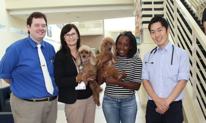 University of Florida Launches First Open-Heart Surgery Program for Dogs in US